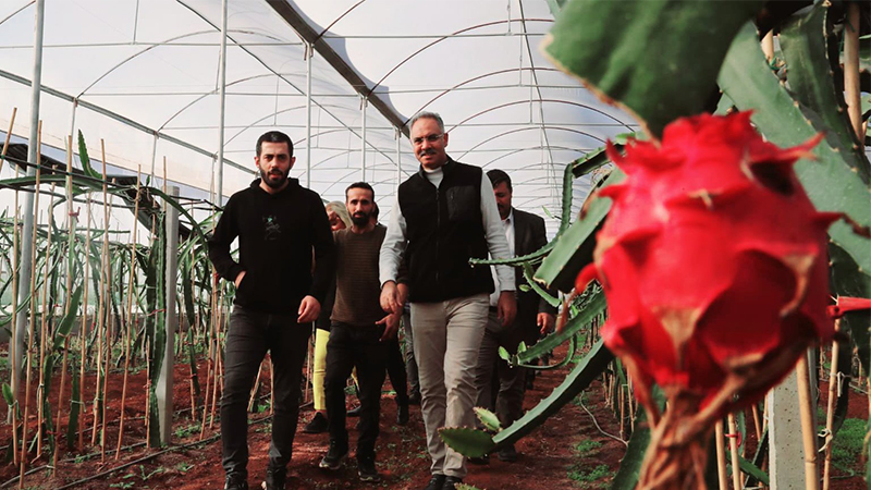 Şanlıurfa'da ejder meyvesi hasadı başladı;