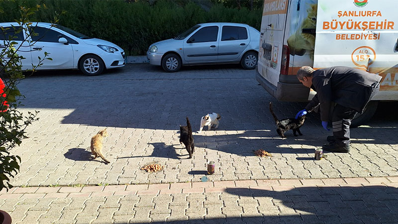 Büyükşehir’den minik dostlara mama;