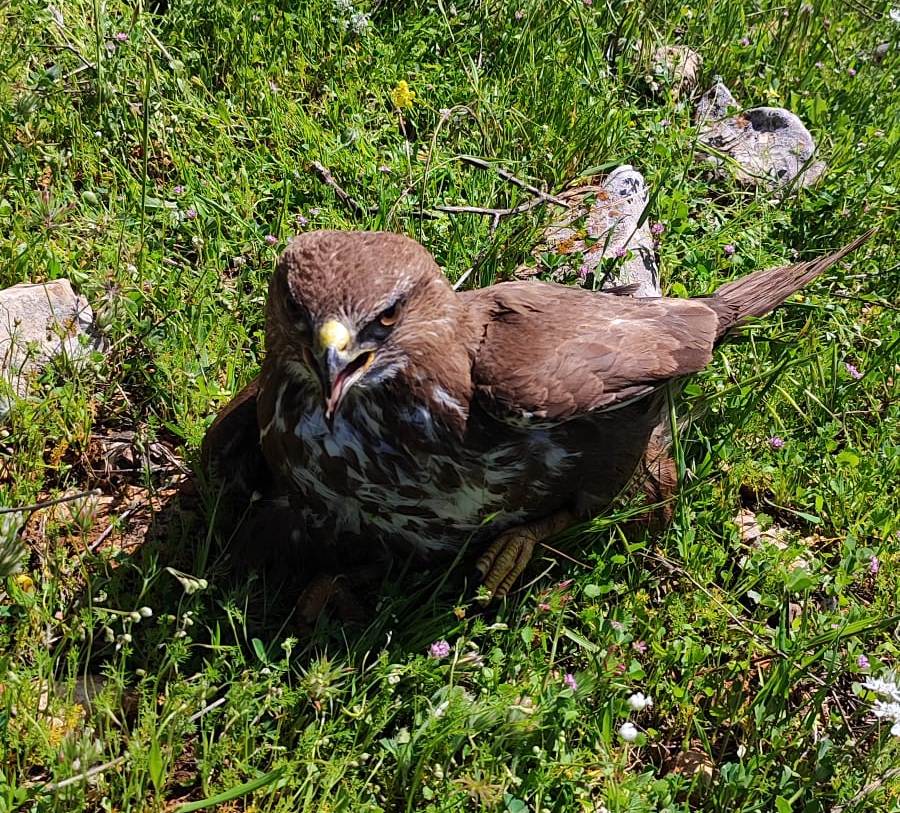 Siverek’te kızıl şahin doğada bitkin halde bulundu;