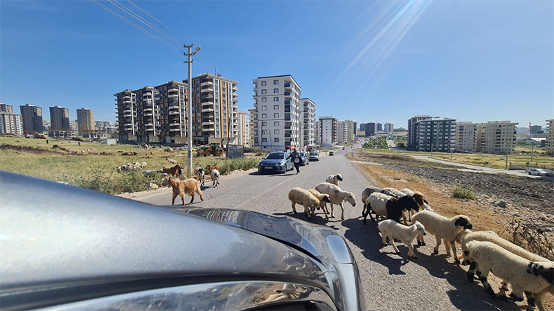 Bayram yaklaşıyor! Şanlıurfa'da kent merkezinde küçükbaşların sayısı arttı;