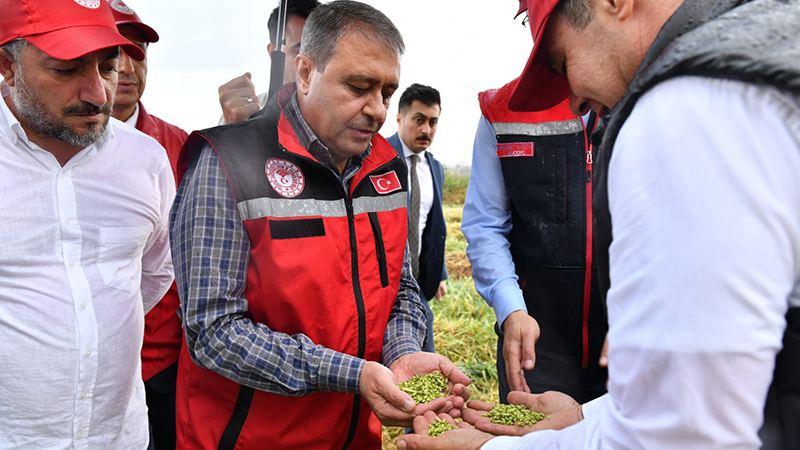 Vali Şıldak firik hasadına katıldı;