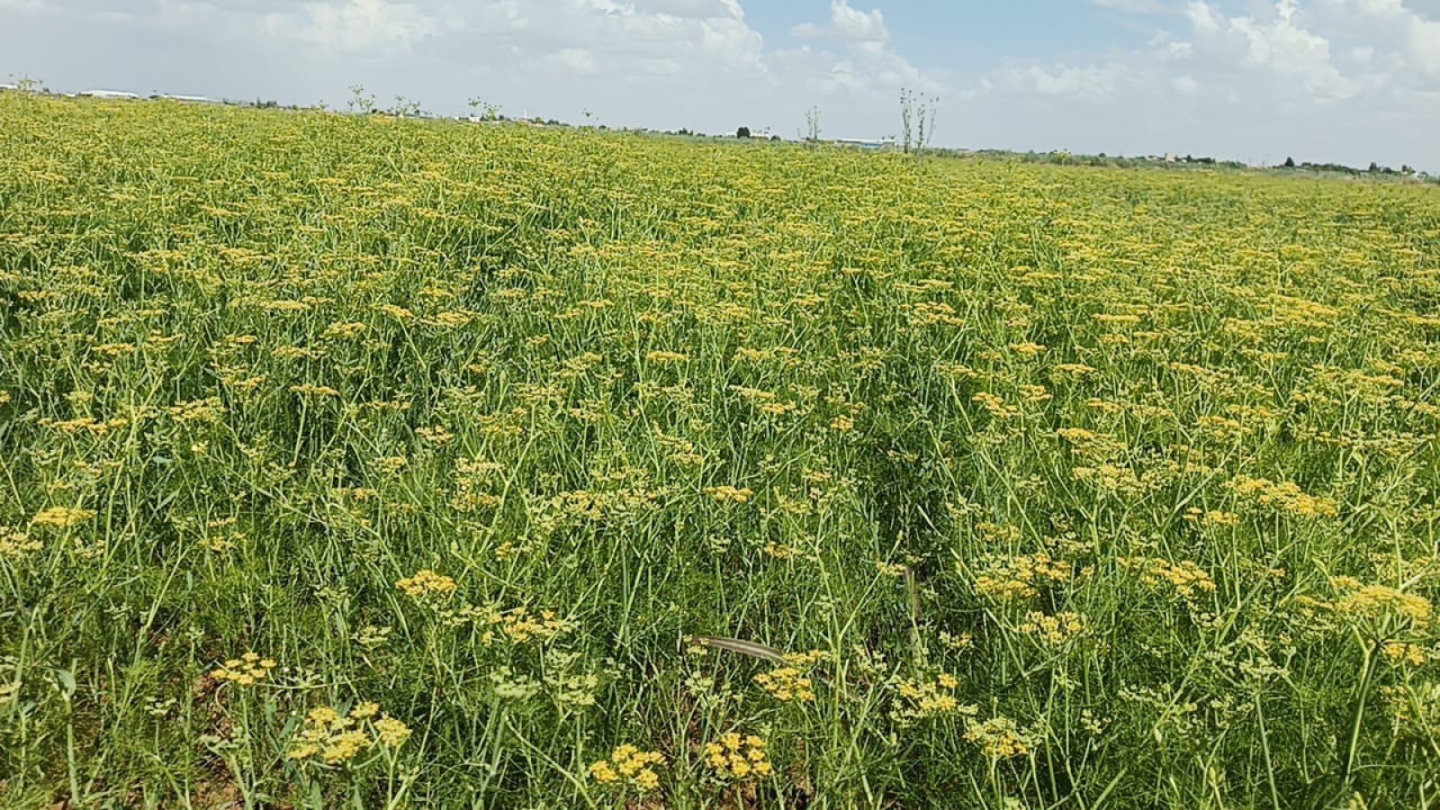 Harran’da rezene ekimi yapıldı;