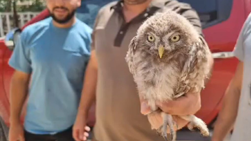 Şanlıurfa’da yaralı kukumav kuşu tedavi altına alındı;