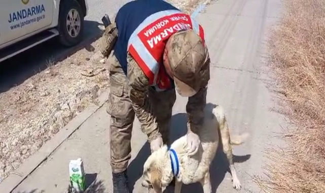 Urfa’da jandarmadan sokak köpeklerine reflektif tasma;