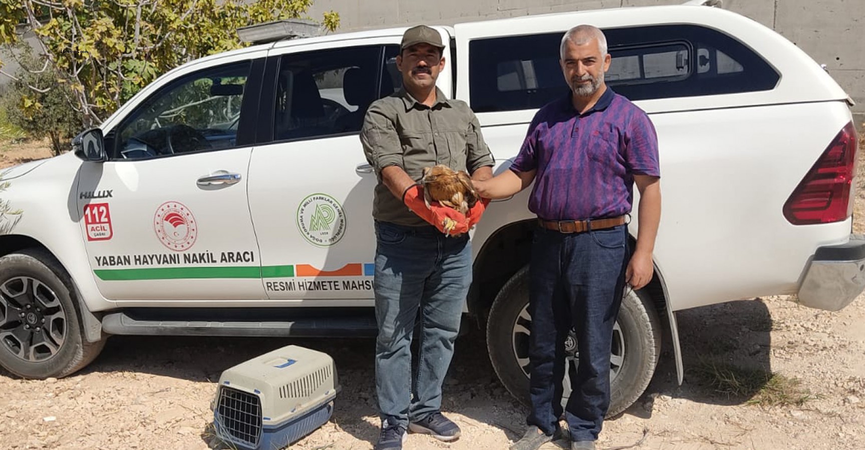 Urfa'da yaralı şahin bulundu!