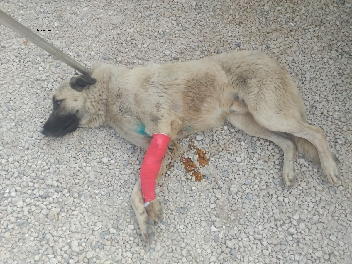 Şanlıurfa'da yaralı halde bulunan köpek tedavi altına alındı;