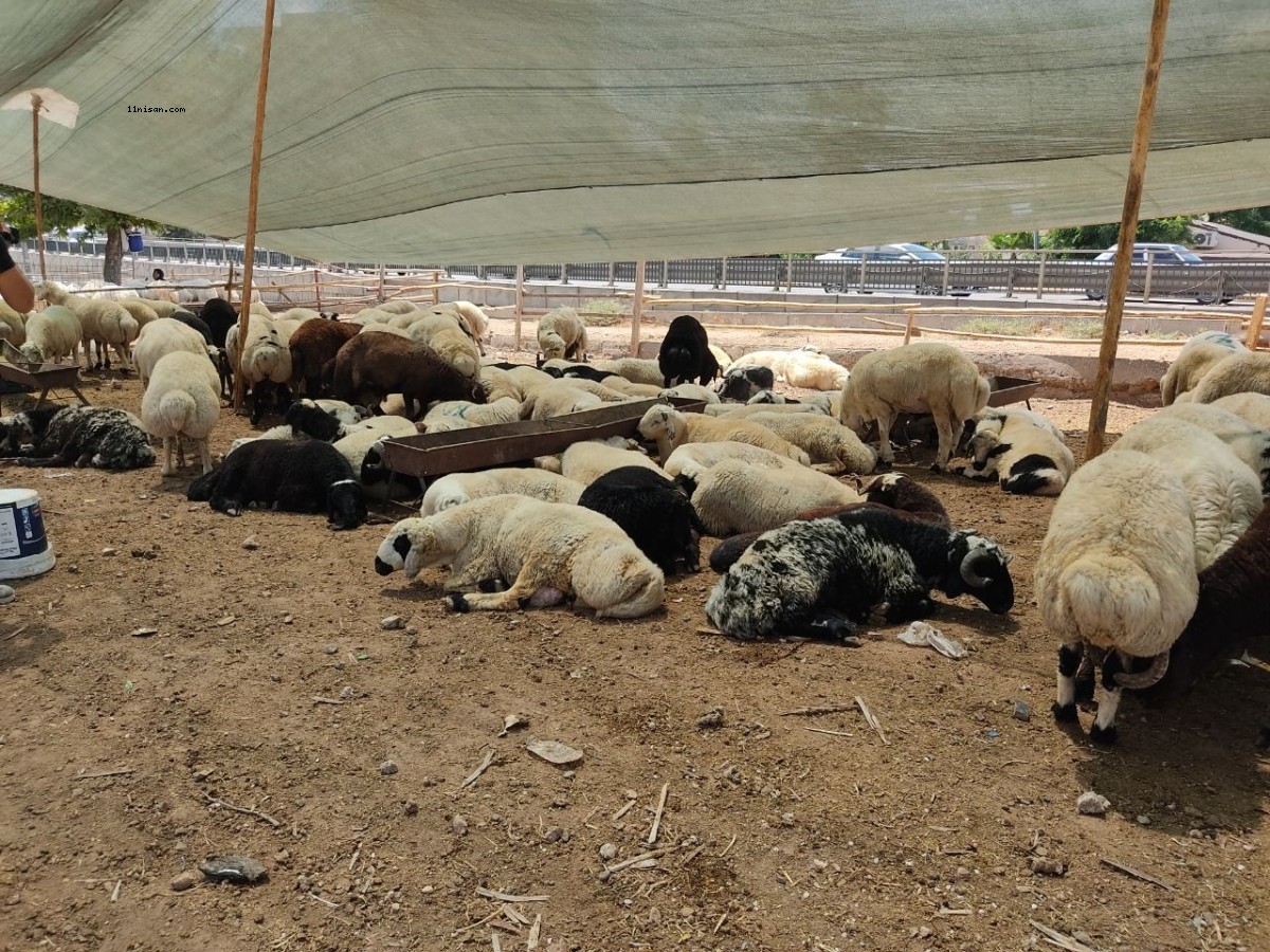 Urfa’da kurbanlıkların canlı kilo fiyatı belli oldu!;