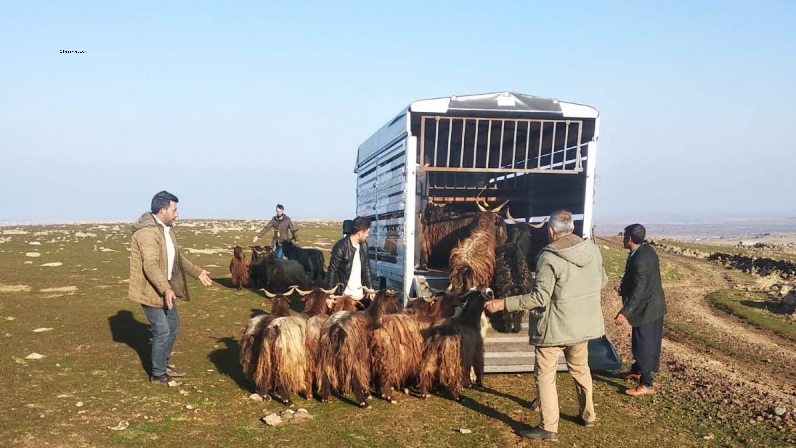 Siverek’te çalınan küçükbaş hayvanlar Diyarbakır'da bulundu;