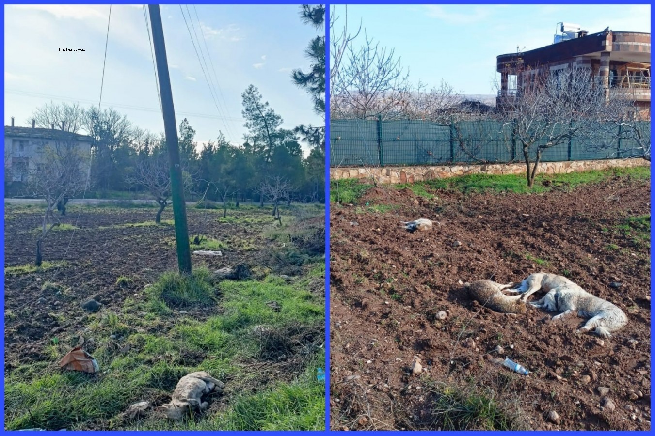 Karaköprü’de elektrik akımına kapılan 5 köpek telef oldu;