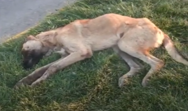 Hayvanseverlerin belediyeye hasta köpek tepkisi