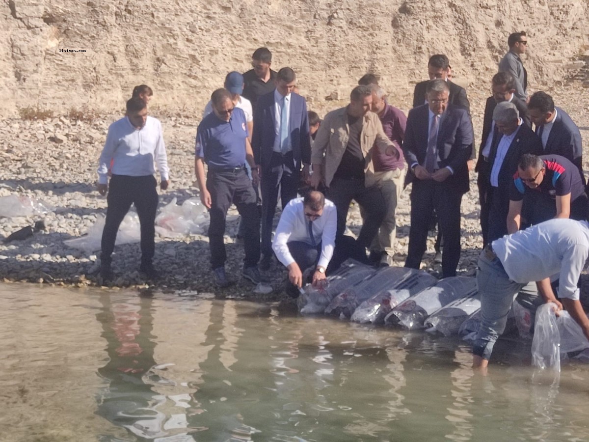 Atatürk Baraj Gölü'ne milyonlarca pullu sazan yavrusu bırakıldı;