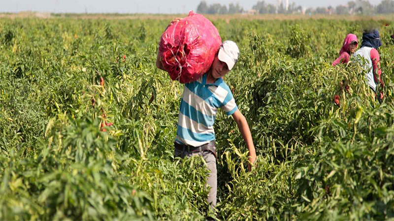 Tarım işçisi ölümlerinde Urfa ikinci sırada;