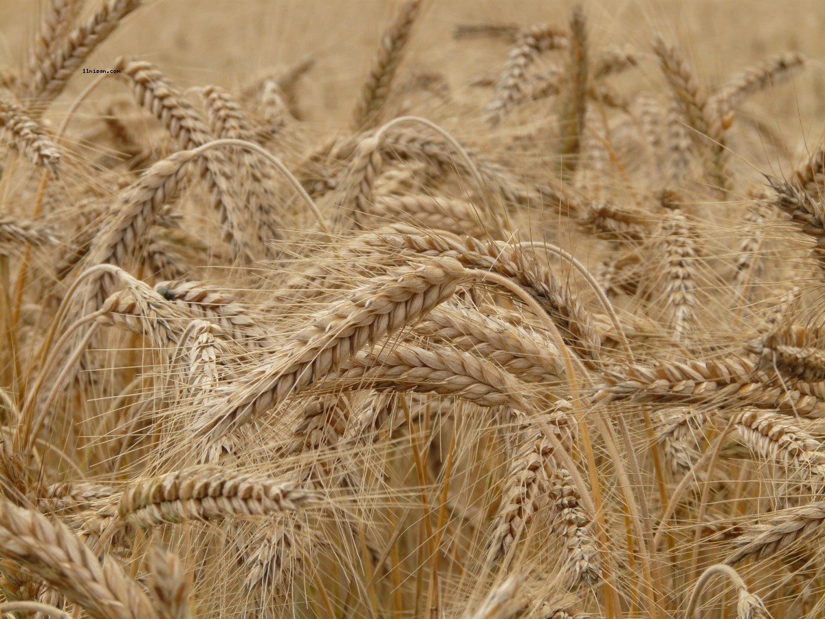 Tohumluk buğday fiyatı yüzde 200 zamlandı;