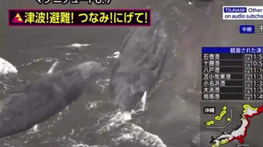 JAPONY'DAKİ TSUNAMİ DALGALARI SIRASINDA ÇOK ÇARPICI GÖRÜNTÜ! BALİNALAR KIYIYA VURDU...;