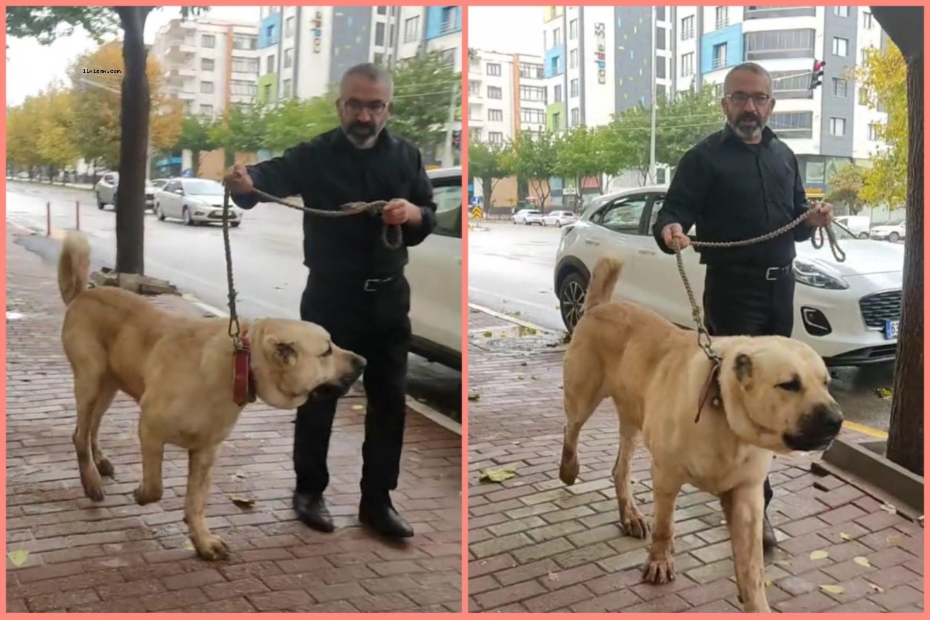 Urfa’ya has çoban köpeği 'Guregh' Karaköprü sokaklarında;