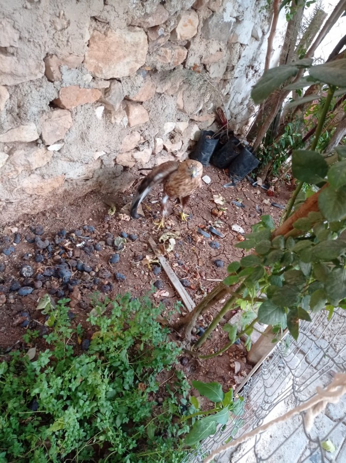 Urfa’da yaralı bulunan kızıl şahin tedaviye alındı;